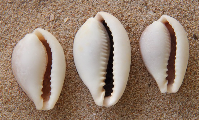 cowrie shells